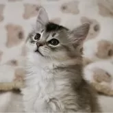 ソマリ【静岡県・男の子・2024年12月17日・ブラックシルバー】の写真2