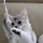 ソマリ【静岡県・男の子・2025年3月24日・ブラックシルバー】の写真4