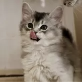 ソマリ【静岡県・男の子・2024年12月17日・ブラックシルバー】の写真4