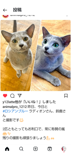 山口太津子ブリーダーのブログ：ロシアンブルーが可愛いCM