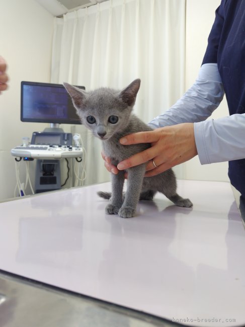 山口太津子ブリーダーのブログ：子猫達　2ヶ月