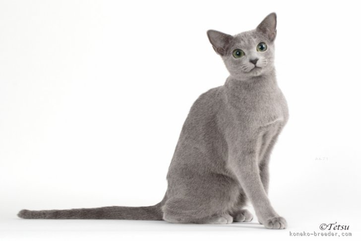 お母さん | 鈴鹿ちゃん | ロシアンブルー | 山口太津子ブリーダー