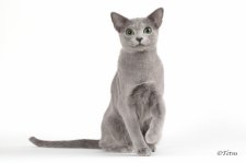 ロシアンブルー【・女の子・2023年3月3日・ブルー】