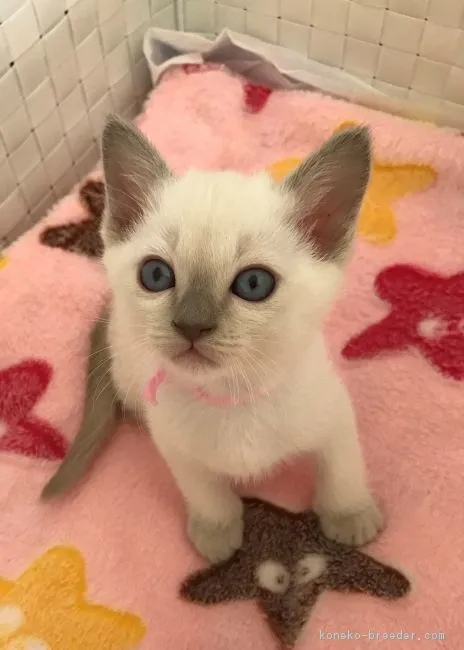 ID:1901-00616の子猫