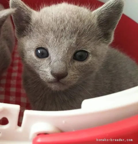 ID:1801-00139の子猫