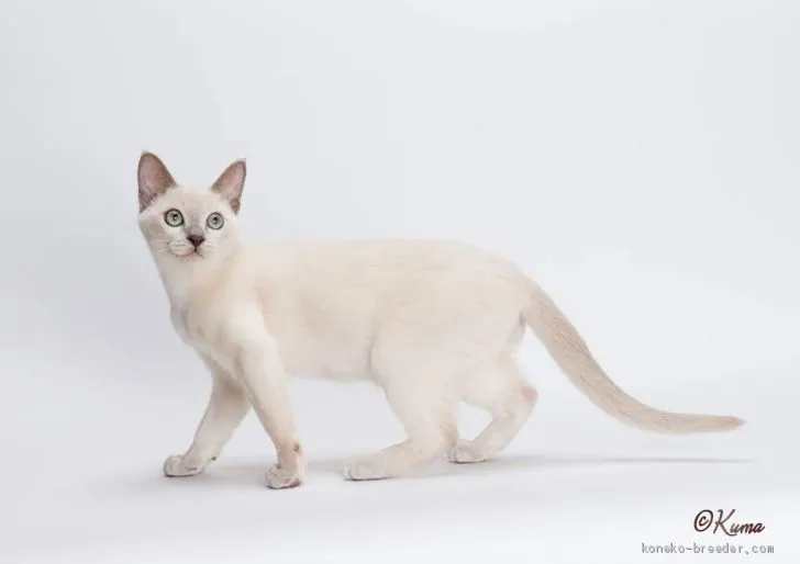 ID：1901-00617の子猫