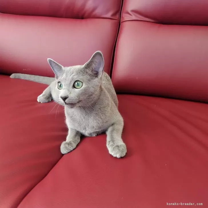 ID:2409-00808の子猫