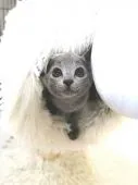 ロシアンブルー【茨城県・男の子・2019年7月21日・】の写真2