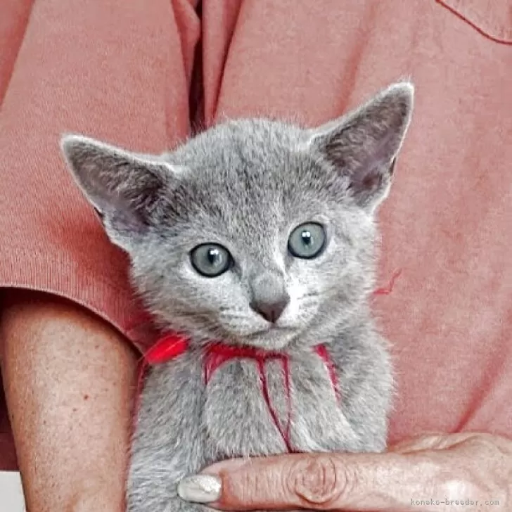 ID:2508-00354の子猫