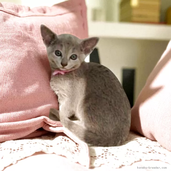 ID:2508-00353の子猫
