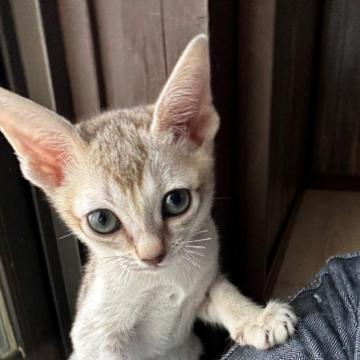 シンガプーラの子猫を探す｜ブリーダー直販の子猫販売【みんなの子猫 