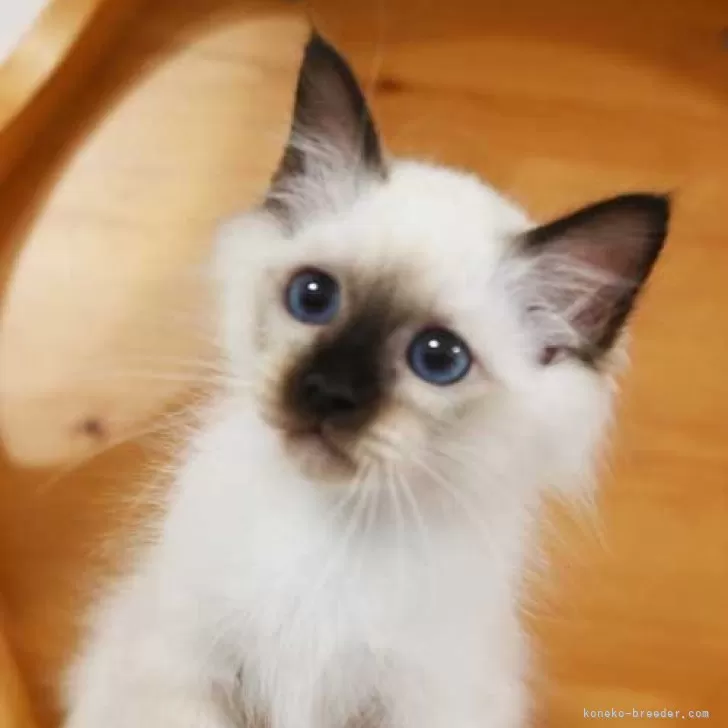 T.S 様のお迎えした子猫