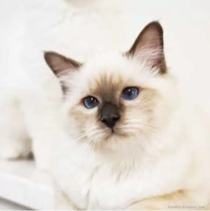 ID:2409-01582の子猫