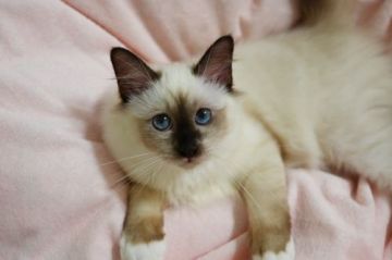 バーマン【岡山県・男の子・2020年5月5日・シールポイント（柔らかくてふわふわしています）】の写真「甘えん坊さんで可愛い男の子」