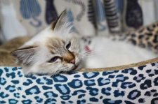 バーマン【・女の子・2020年7月6日・チョレートタビー】