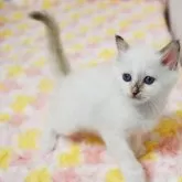 バーマン