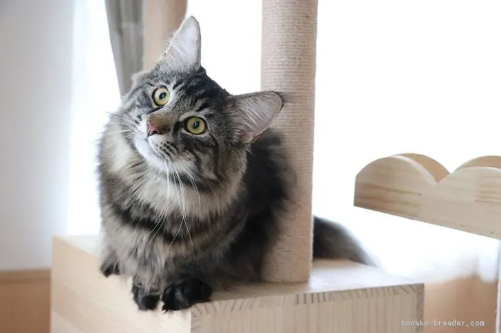 ID:1911-01034の子猫