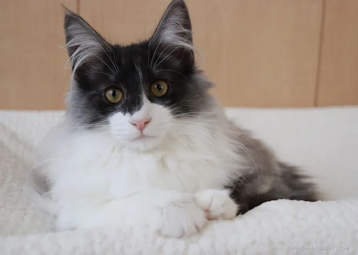 ID：1809-00817の子猫