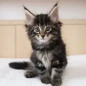 ノルウェージャンフォレストキャット【神奈川県・男の子・2018年8月6日・ブラウンクラシックタビー】の写真5「９月23日に撮影しました。おめめがとても魅力的です。」