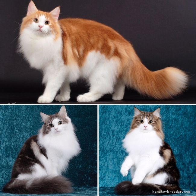 優秀な親猫達です｜平澤　雅(ひらさわ　みやび)ブリーダー(愛知県・ノルウェージャンフォレストキャット・CFA/TCC登録)の紹介写真3