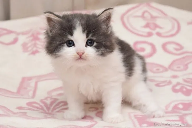 ID:1702-00240の子猫