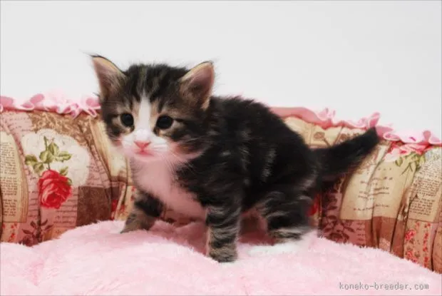 ID：1512-00407の子猫