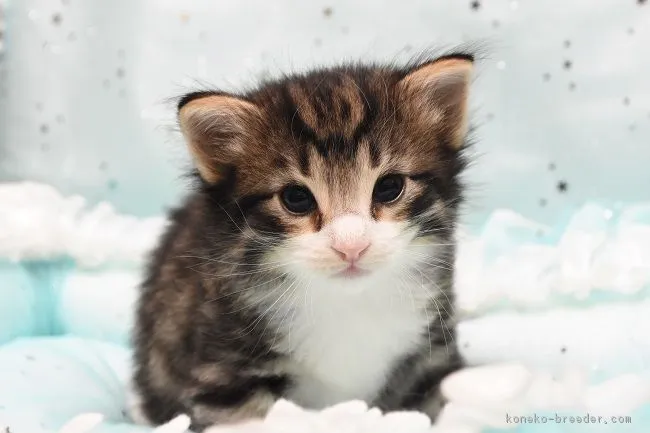ID：1708-00919の子猫