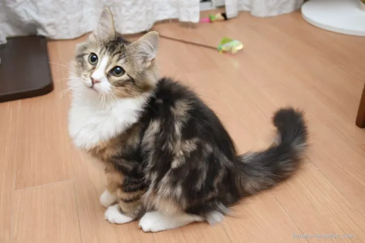 ID:1910-00949の子猫