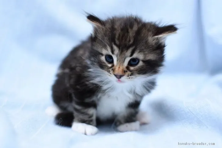ID：2010-01358の子猫