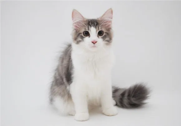 ID:1306-00075の子猫