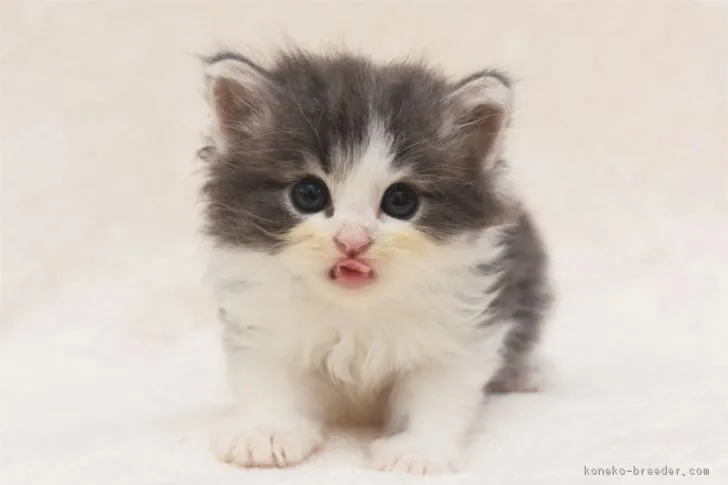 ID：1808-01031の子猫