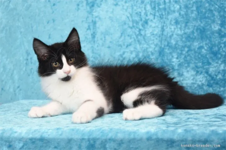 J 様のお迎えした子猫