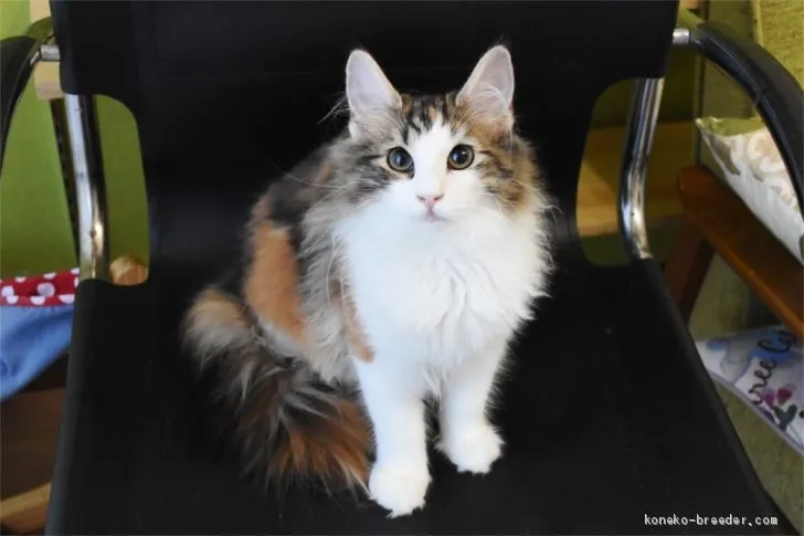 ID:1904-01619の子猫