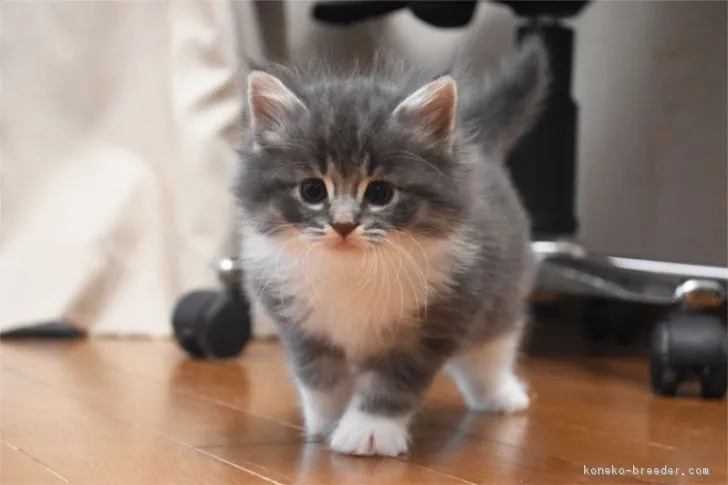 ID：1706-01381の子猫