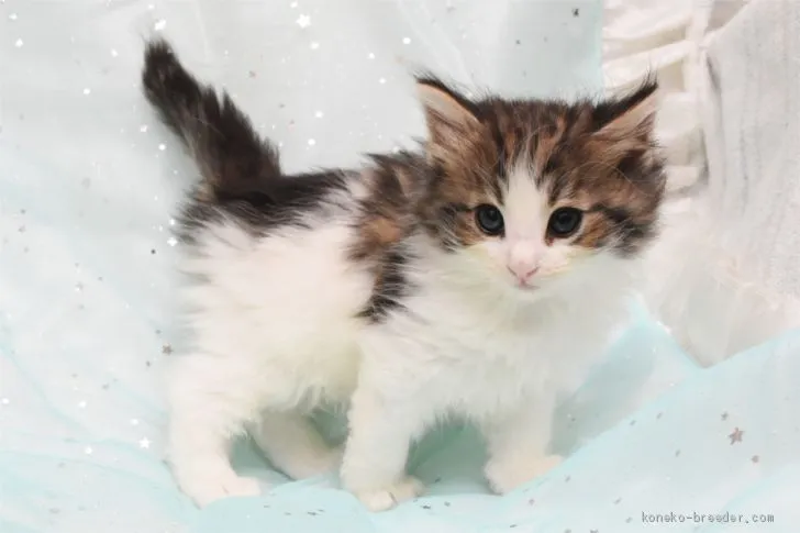ID：1910-00947の子猫