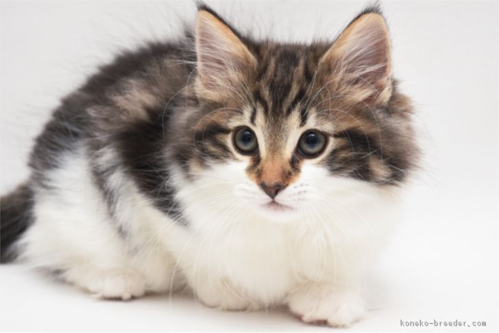 ID:1611-00623の子猫