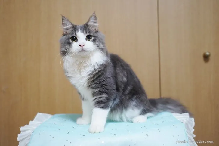 ID：2111-00867の子猫