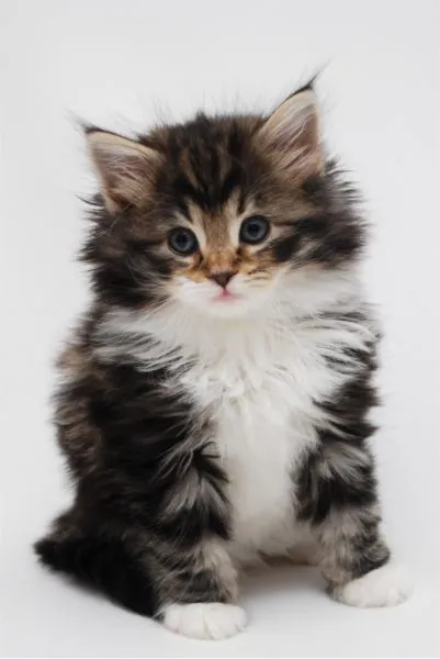 ID:1503-00025の子猫