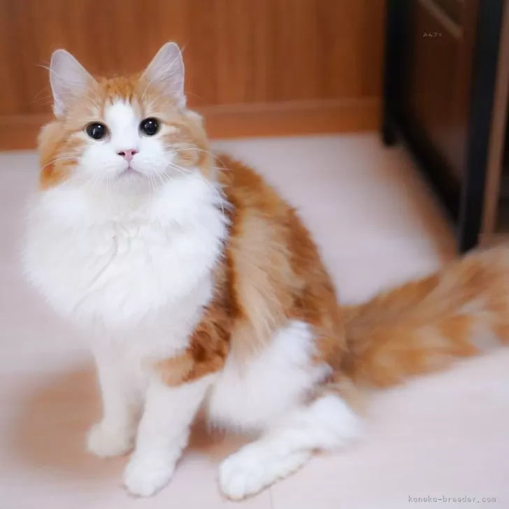 ID：2411-01597の子猫