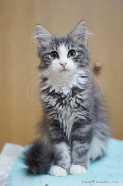 ID：2111-00874の子猫