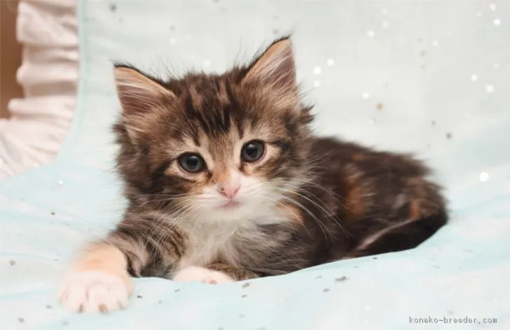ID:1902-00186の子猫