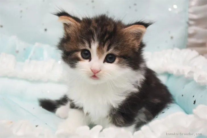 ID:1808-00065の子猫