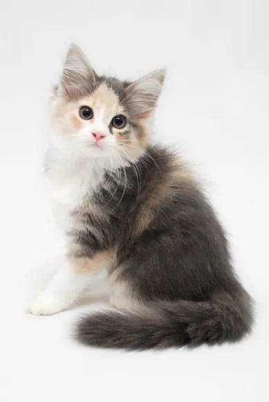 ID:1406-00209の子猫