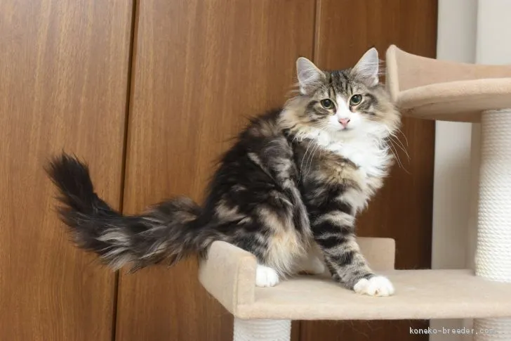 ID:2006-01821の子猫