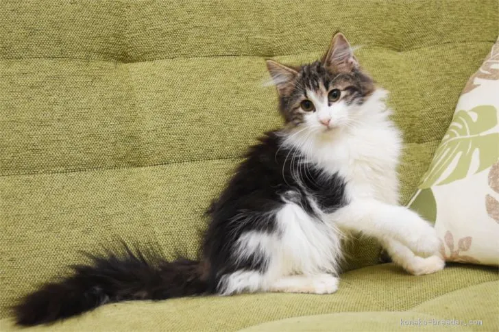 ID：1910-00951の子猫