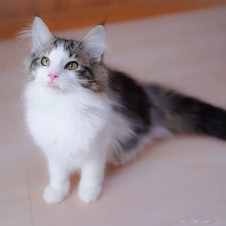 ID:2411-01542の子猫