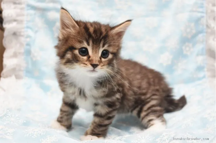 ID:1905-00268の子猫