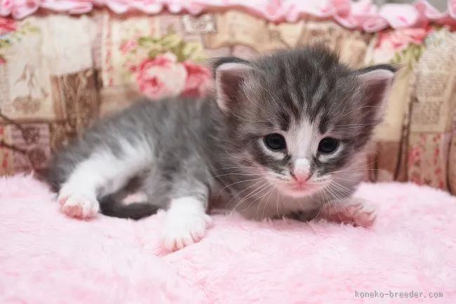 ID：1603-00103の子猫