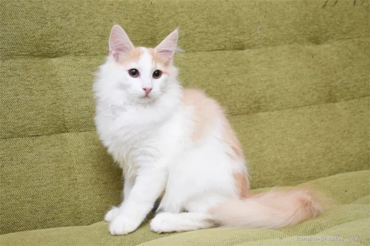 ID:1911-01348の子猫