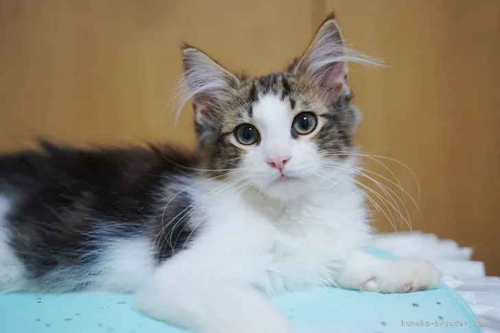 ID:2111-01316の子猫